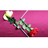 Wilting Rose by Strixmagic - Trick wwww.magiedirecte.com