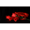 The Rose 2.0 (Red) by Bond Lee & Wenzi Magic - Trick wwww.magiedirecte.com