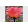 Remote Light Rose Multi-color (Charger Included) - JL Magic wwww.magiedirecte.com