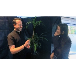 Echo Book Test by Vincent Hedan (Hypnosis) wwww.magiedirecte.com