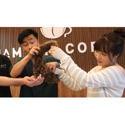 Tricky Raccoon by Liang Kuai & Amor Magic wwww.magiedirecte.com