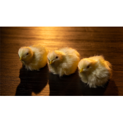 THE FINAL LOAD (Baby Chicks) by Murphy's Magic wwww.magiedirecte.com
