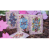 Sakura Renaissance Sunlight Standard Edition Playing Cards wwww.magiedirecte.com