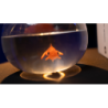 Fishbowl Production by Murphy's Magic wwww.magiedirecte.com